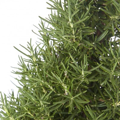 Rosmarinus officinalis - cone