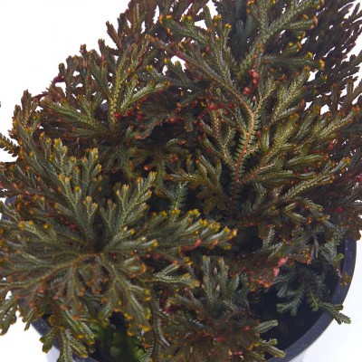 Selaginella erythropus 'Sanguinea'