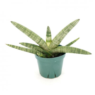 Sansevieria cylindrica 'Boncel'