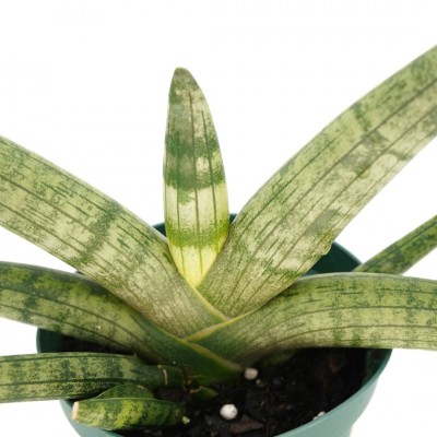 Sansevieria cylindrica 'Boncel'