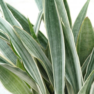 Sansevieria 'Sayuri'