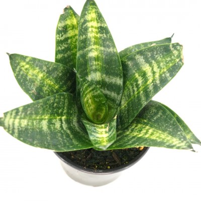Sansevieria hahnii 'Tiger Star' 4in - Washington - Cascade Tropicals