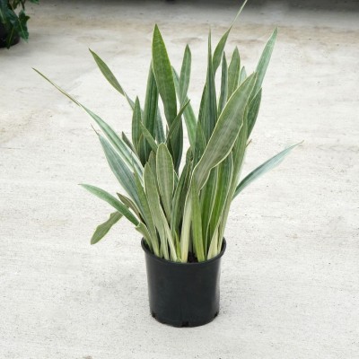 Sansevieria 'Sayuri'