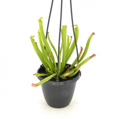 Sarracenia assorted - HB