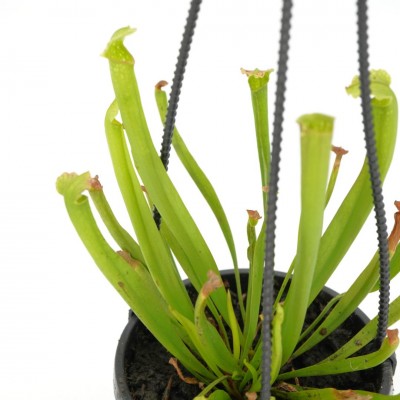 Sarracenia assorted - HB