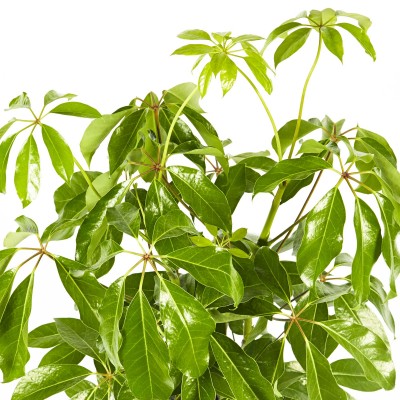 Schefflera alpina - bush