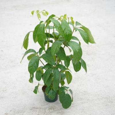 Schefflera amate