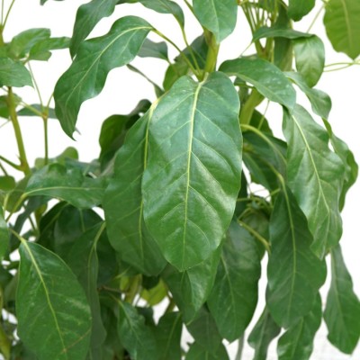 Schefflera amate