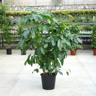 Schefflera amate