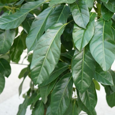 Schefflera amate