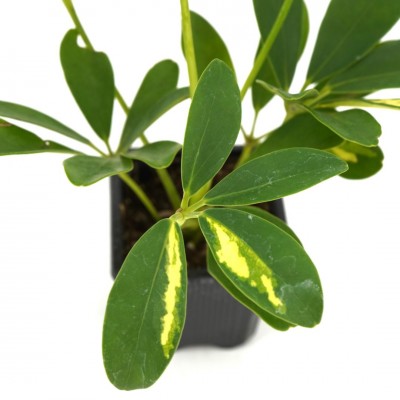 Schefflera arboricola