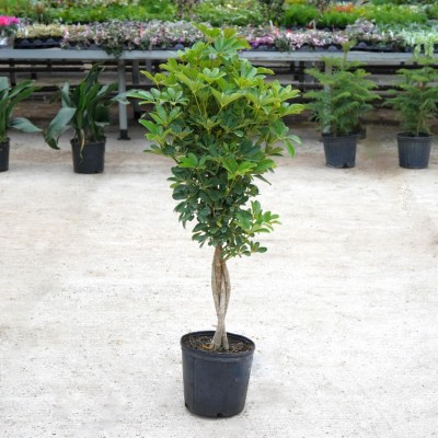 Schefflera arboricola - braid 10in - Washington - Cascade Tropicals