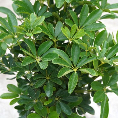 Schefflera arboricola - braid 10in - Washington - Cascade Tropicals