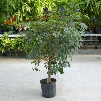 Schefflera arboricola - braid