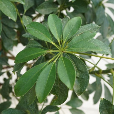 Schefflera arboricola - braid