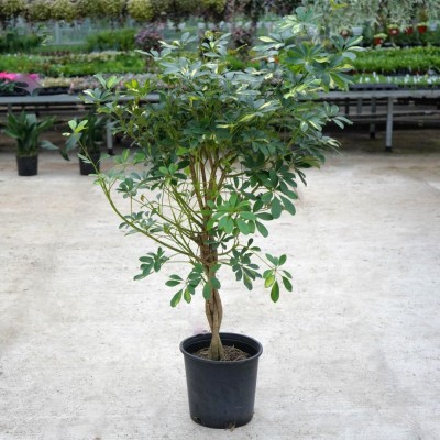 Schefflera arboricola - braid