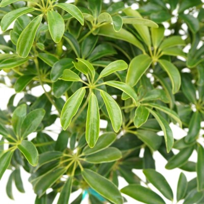 Schefflera arboricola - braid