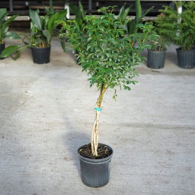 Schefflera arboricola - braid