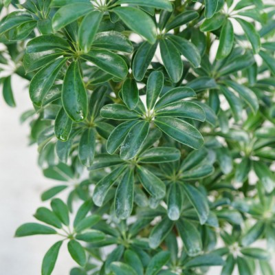 Schefflera arboricola - braid