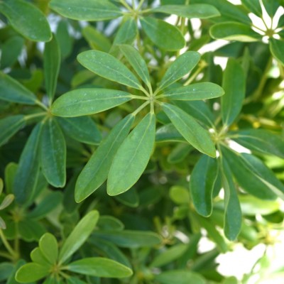 Schefflera arboricola - bush