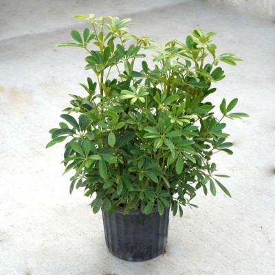 Schefflera arboricola - bush