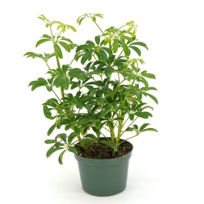 Schefflera arboricola - bush