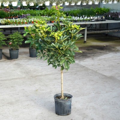 Schefflera arboricola - standard