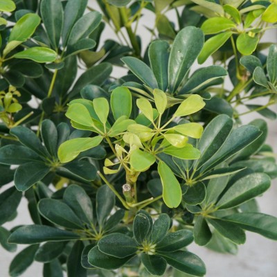 Schefflera arboricola - standard 10in - Washington - Cascade Tropicals