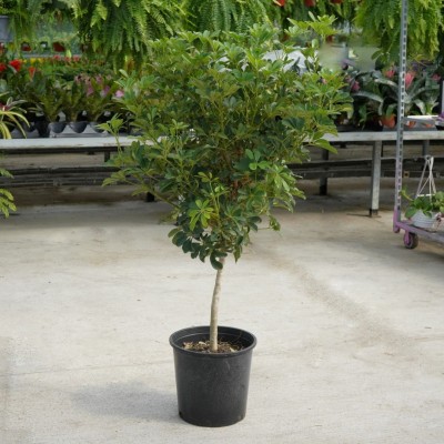 Schefflera arboricola - standard