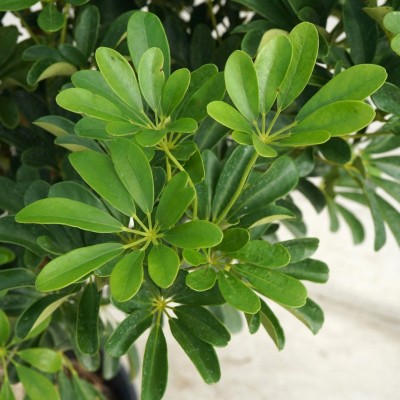 Schefflera arboricola - standard 14in - Washington - Cascade Tropicals