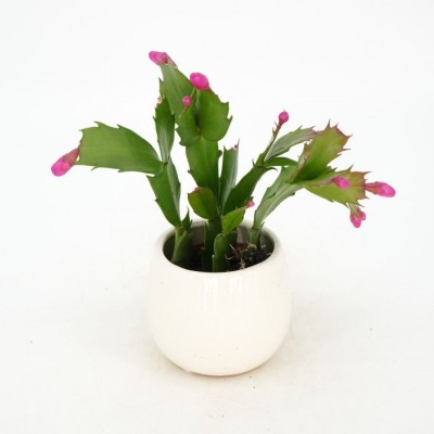 Schlumbergera truncata - Ceramic Pot