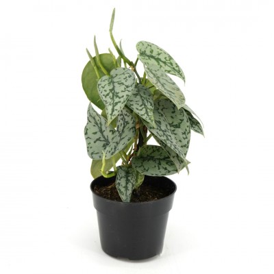 Scindapsus pict. 'Silver Lady'