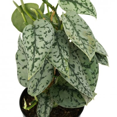 Scindapsus pict. 'Silver Lady'