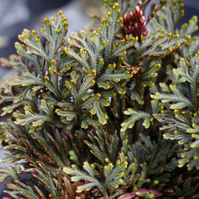 Selaginella erythropus 'Sanguinea'