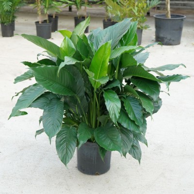 Spathiphyllum assorted