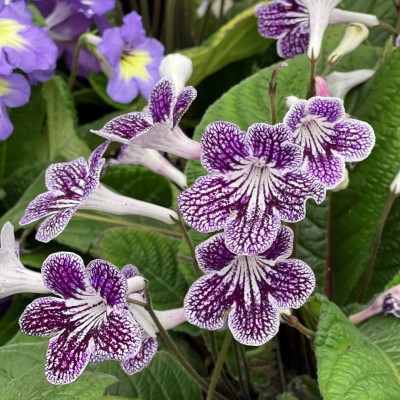 Streptocarpus assorted