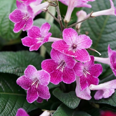 Streptocarpus assorted