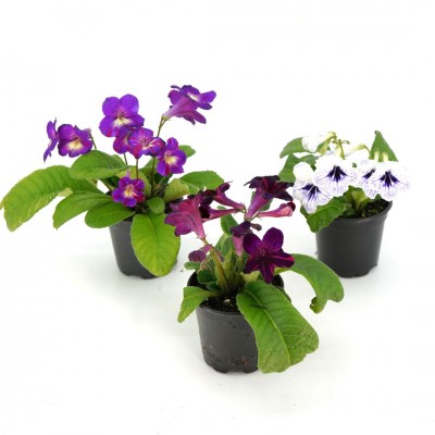 Streptocarpus assorted