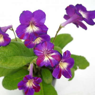 Streptocarpus assorted