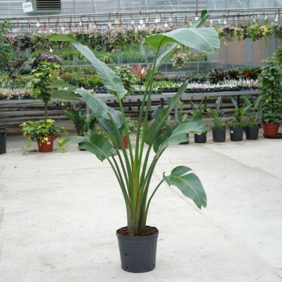 Strelitzia nicolai