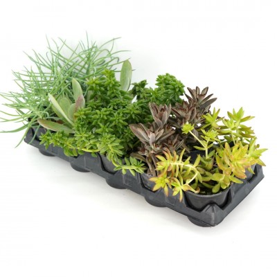 Succulent assorted - 10 per flat 4in - Washington - Cascade Tropicals