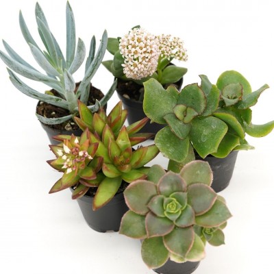 Succulent assorted - 20 per flat