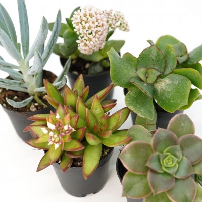 Succulent assorted - 20 per flat