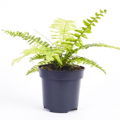 Nephrolepis ex. 'Tiger Fern'