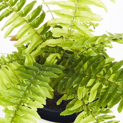 Nephrolepis ex. 'Tiger Fern'