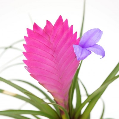 Tillandsia cyanea