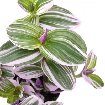 Tradescantia albiflora 'Nanouk'