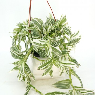 Tradescantia 'Pistachio White' - HB