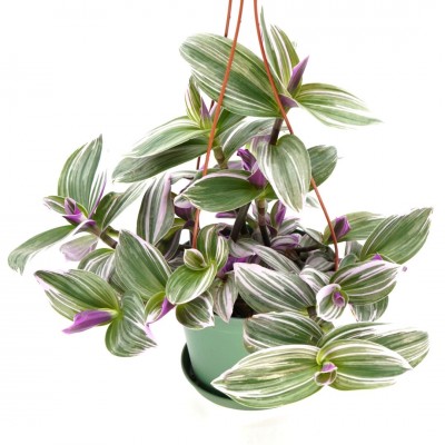 Tradescantia albiflora 'Nanouk' - HB