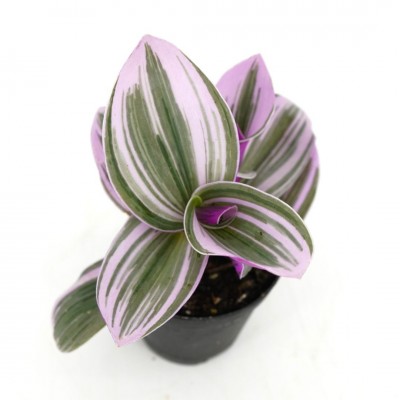 Tradescantia albiflora 'Nanouk'